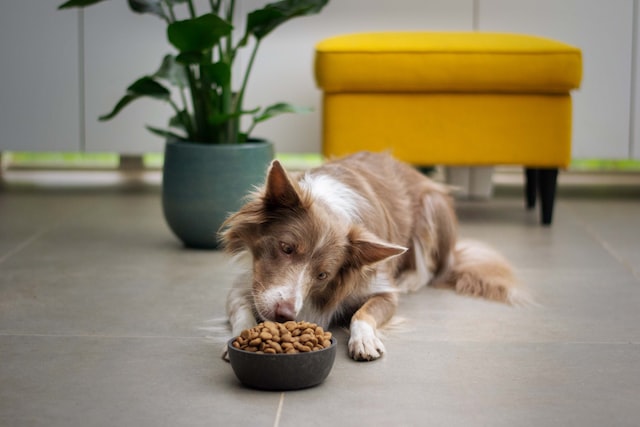 7 Tips To Teach Your Dog Good Food Manners