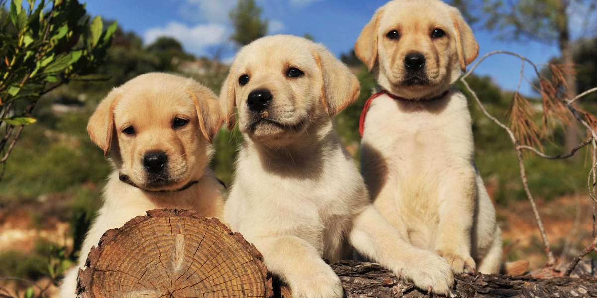 Labrador Retriever Puppy, Labrador Retriever Puppies for sale - Dav Pet Lovers