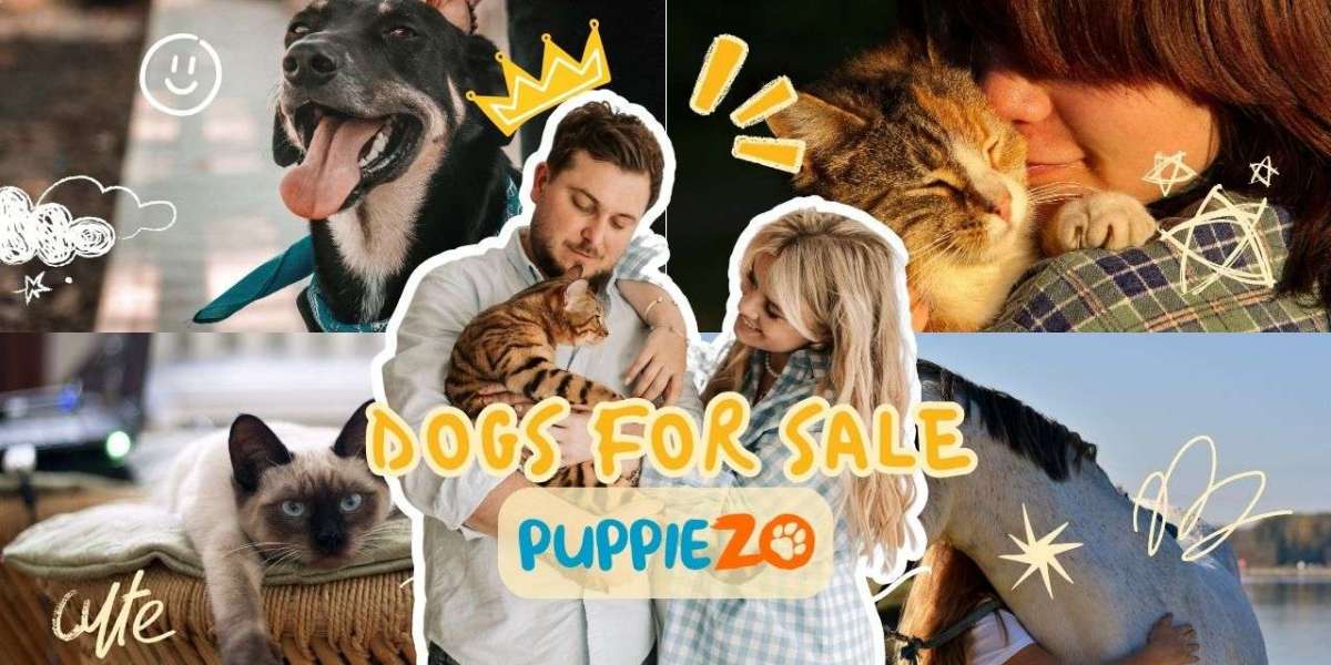 Dogs for Sale Near Me: Finding Your Furry Companion