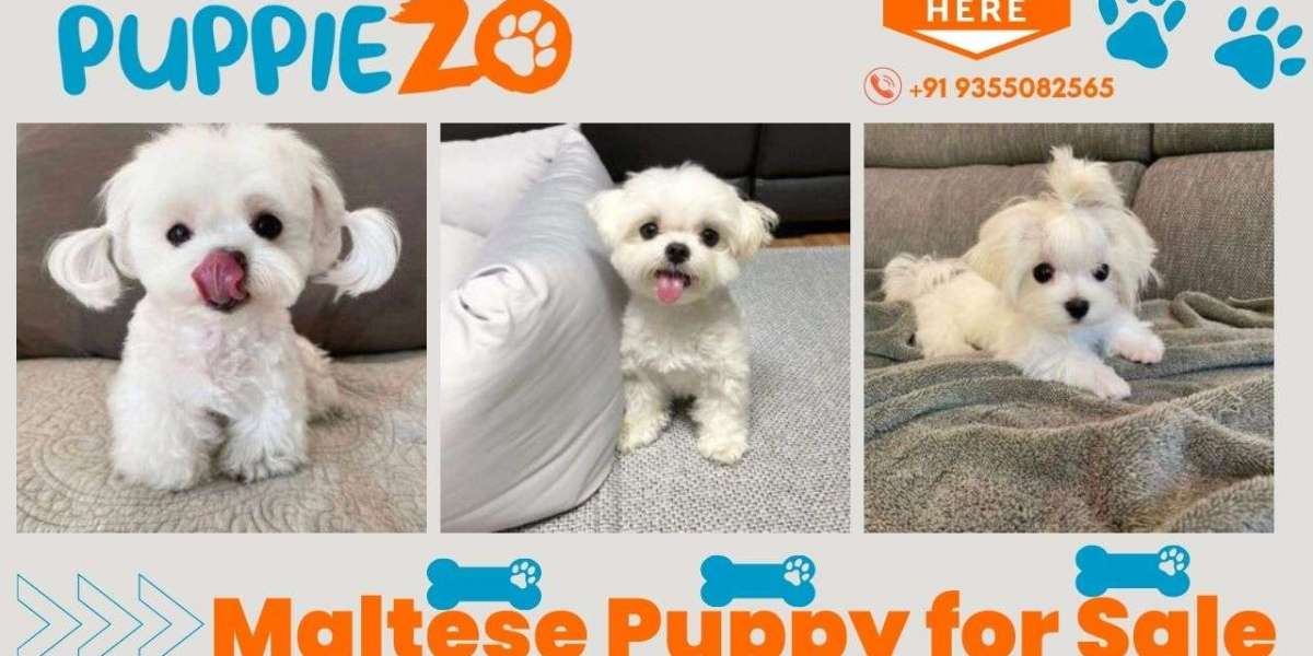 Maltese Puppies For Sale in Delhi NCR, India At Affordable Price – Puppiezo