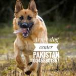 Armydogcenter1 23 Profile Picture