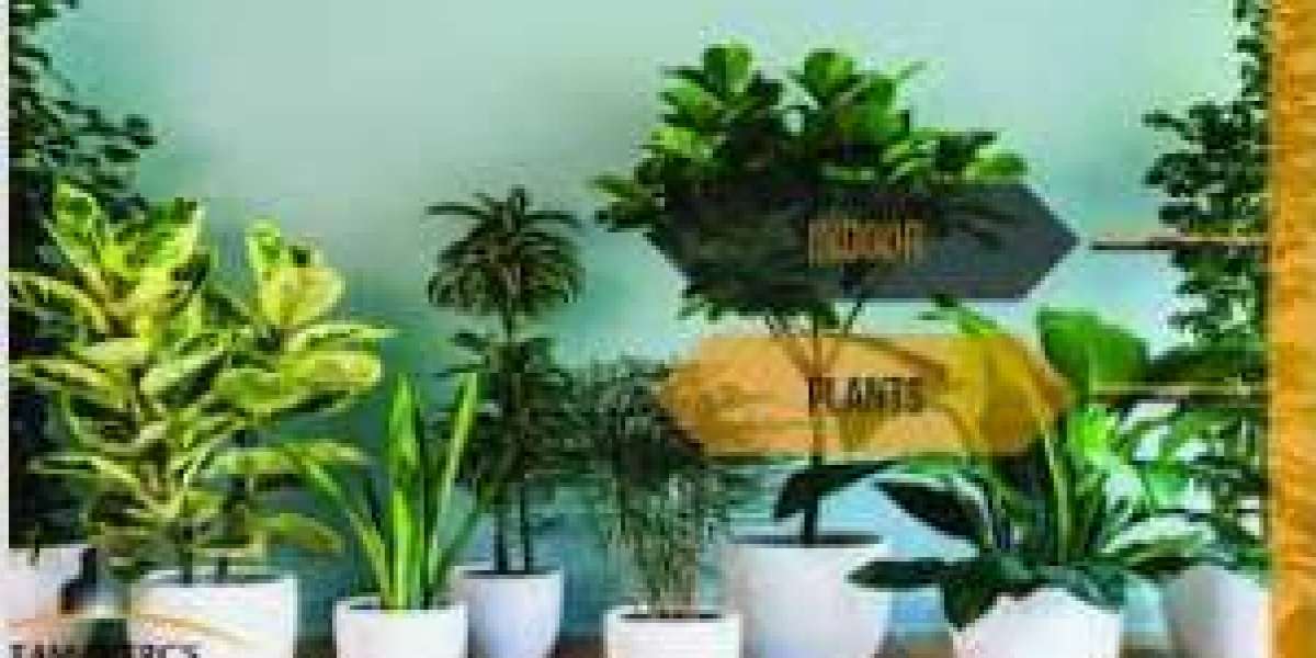Green Delights: A Guide to Buying Plants in Karachi