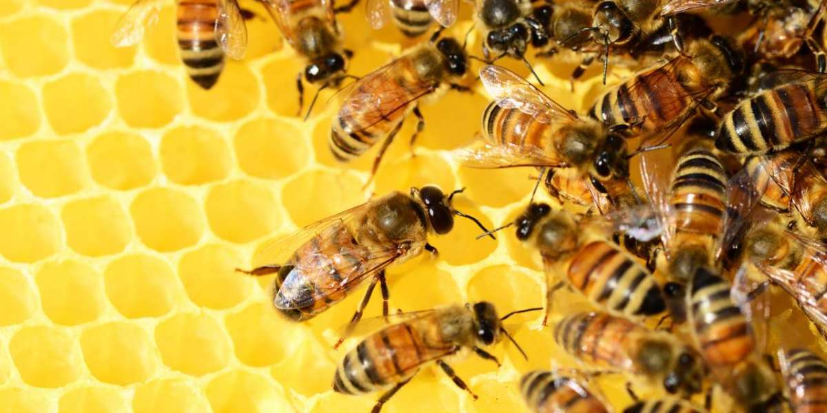 Unveiling the Fascinating Tale: The Story of the Queen Bee