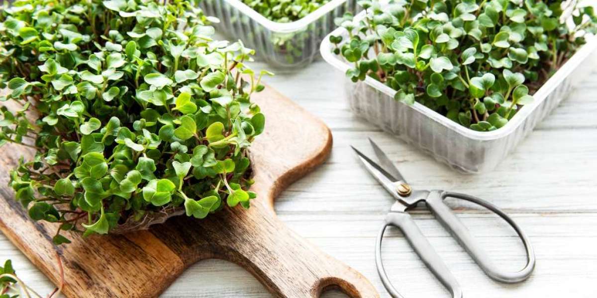 Microgreens Manufacturing Plant Project Report 2024: Machinery, Raw Materials, Cost and Requirements