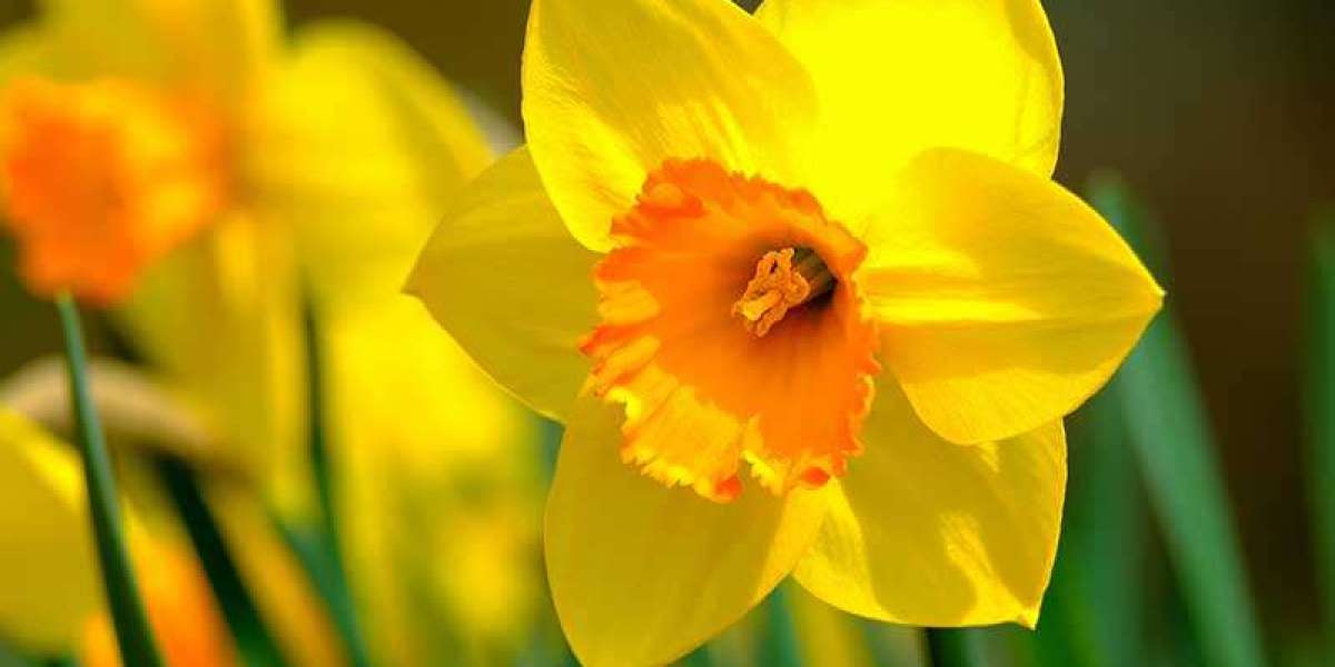 Desi Gardening: Embracing the Beauty of Yellow Flowers