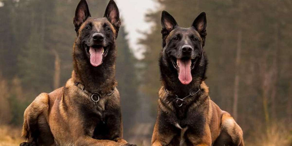 The Distinctive Behavioral Traits that Belgian Malinois Dogs are Known for